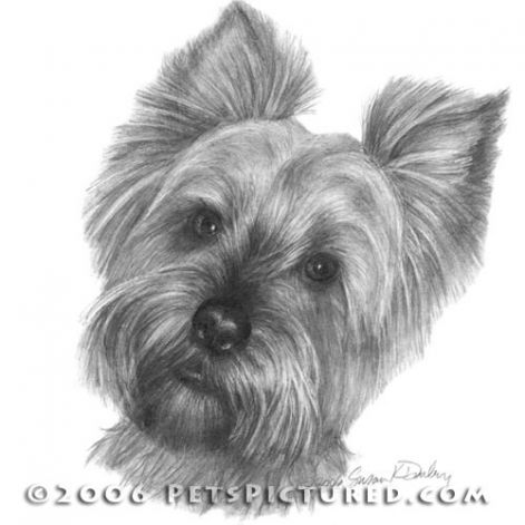 yorkshire_terrier_500.jpg